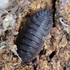 Porcellio scaber at Birdwood, SA - 16 Apr 2023 by trevorpreston