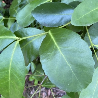 Elaeodendron australe var. australe (red olive plum) at Long Beach, NSW - 13 Jan 2023 by natureguy