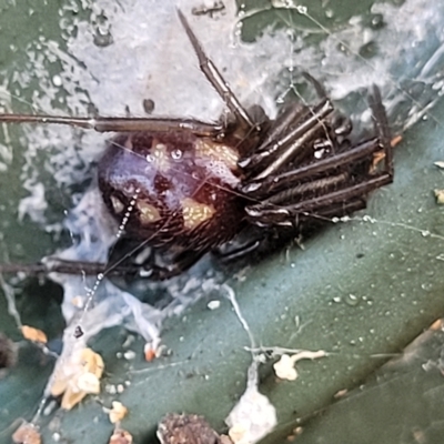 Steatoda capensis (South African cupboard spider) at Birdwood, SA - 16 Apr 2023 by trevorpreston