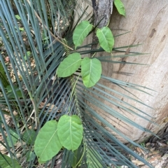 Leichhardtia rostrata (Milk Vine) at Long Beach, NSW - 13 Jan 2023 by natureguy