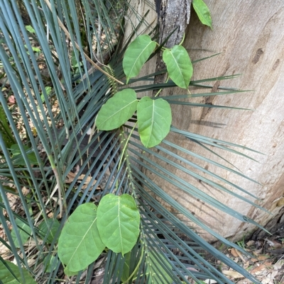 Leichhardtia rostrata (Milk Vine) at Long Beach, NSW - 13 Jan 2023 by natureguy