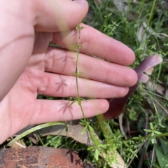 Galium leiocarpum (Maori Bedstraw) at Long Beach, NSW - 13 Jan 2023 by natureguy