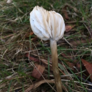 zz agaric (stem; gills white/cream) at Boro, NSW - 16 Apr 2023