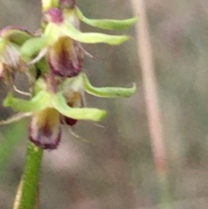 Corunastylis cornuta at Lower Boro, NSW - 16 Apr 2023