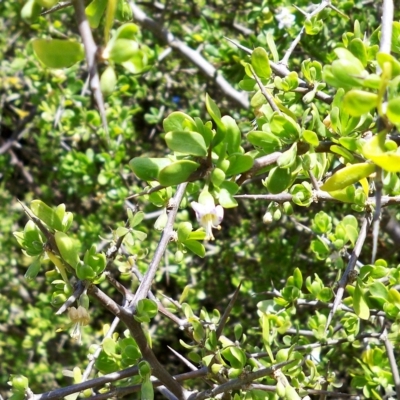 Lycium ferocissimum (African Boxthorn) at Hawker, ACT - 14 Apr 2023 by sangio7