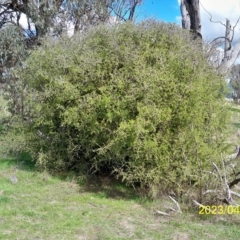 Lycium ferocissimum at Hawker, ACT - 14 Apr 2023