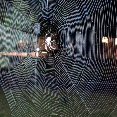 Hortophora sp. (genus) (Garden orb weaver) at Reid, ACT - 15 Apr 2023 by sbittinger