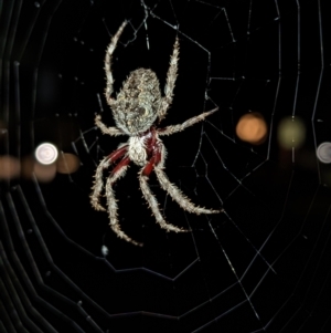 Hortophora sp. (genus) at Reid, ACT - 15 Apr 2023