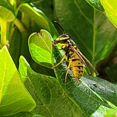 Vespula germanica (German Yellowjacket Wasp (also known as European Wasp)) at Hahndorf, SA - 17 Apr 2023 by trevorpreston