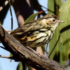 Pyrrholaemus sagittatus (Speckled Warbler) at Weetangera, ACT - 17 Apr 2023 by Thurstan