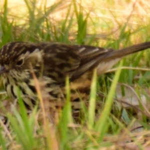 Pyrrholaemus sagittatus at Weetangera, ACT - 17 Apr 2023