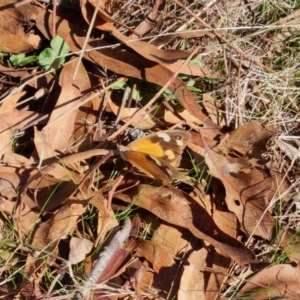 Heteronympha merope at Bungendore, NSW - suppressed