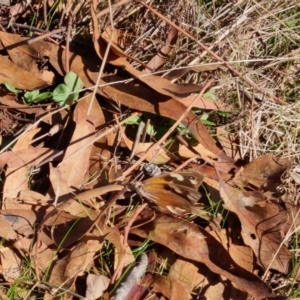 Heteronympha merope at Bungendore, NSW - suppressed