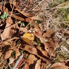 Heteronympha merope at Bungendore, NSW - suppressed