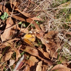 Heteronympha merope at Bungendore, NSW - suppressed