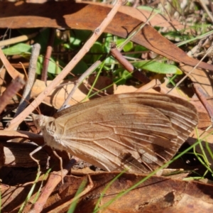 Heteronympha merope at Bungendore, NSW - suppressed