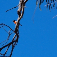 Petroica boodang (Scarlet Robin) at Bungendore, NSW - 17 Apr 2023 by clarehoneydove