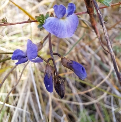 Glycine clandestina (Twining Glycine) at Pearce, ACT - 17 Apr 2023 by LPadg