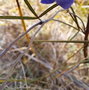 Glycine clandestina at Pearce, ACT - 17 Apr 2023