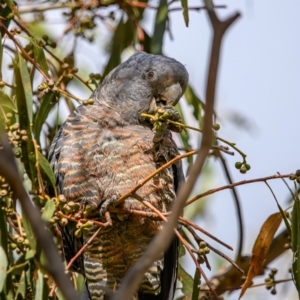 Callocephalon fimbriatum at Paddys River, ACT - 8 Apr 2023