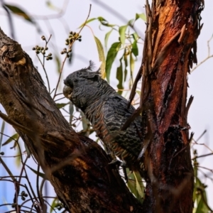 Callocephalon fimbriatum at Paddys River, ACT - 8 Apr 2023