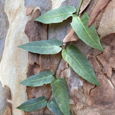Parsonsia straminea (Common Silkpod) at Long Beach, NSW - 13 Jan 2023 by natureguy