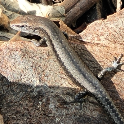 Pseudemoia entrecasteauxii at Birdwood, SA - 17 Apr 2023 by trevorpreston