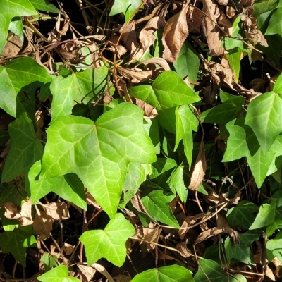 Hedera helix (Ivy) at Birdwood, SA - 17 Apr 2023 by trevorpreston