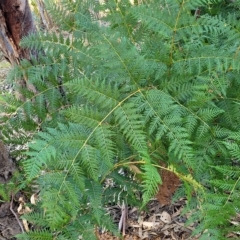 Pteridium esculentum (Bracken) at Birdwood, SA - 17 Apr 2023 by trevorpreston