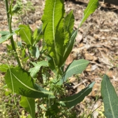 Lactuca serriola (Prickly Lettuce) at Long Beach, NSW - 13 Jan 2023 by natureguy