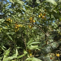 Solanum aviculare (Kangaroo Apple) at Long Beach, NSW - 13 Jan 2023 by natureguy