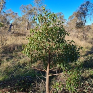 Brachychiton populneus subsp. populneus at Jerrabomberra, ACT - 17 Apr 2023