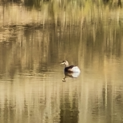 Tachybaptus novaehollandiae (Australasian Grebe) at Jerrabomberra, ACT - 17 Apr 2023 by Mike