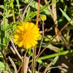 Calotis lappulacea (Yellow Burr Daisy) at Callum Brae - 17 Apr 2023 by Mike