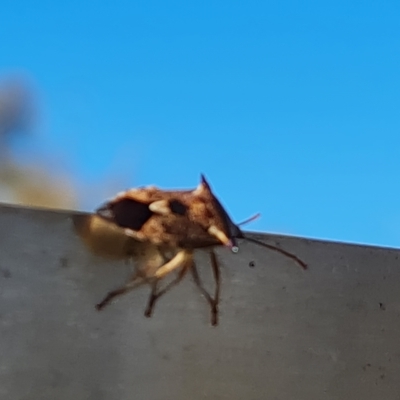 Oechalia schellenbergii (Spined Predatory Shield Bug) at Jerrabomberra, ACT - 17 Apr 2023 by Mike
