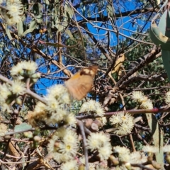 Heteronympha merope (Common Brown Butterfly) at Isaacs Ridge - 17 Apr 2023 by Mike