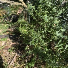 Bursaria spinosa (Native Blackthorn, Sweet Bursaria) at Long Beach, NSW - 13 Jan 2023 by natureguy