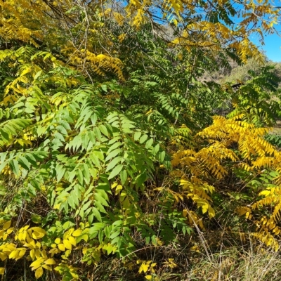 Juglans nigra (Black Walnut) at Isaacs Ridge - 17 Apr 2023 by Mike