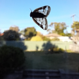 Scolypopa australis at Holt, ACT - 17 Apr 2023