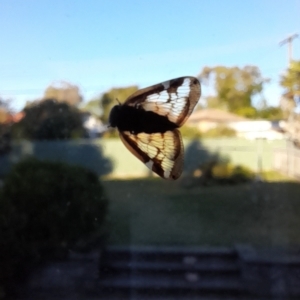 Scolypopa australis at Holt, ACT - 17 Apr 2023