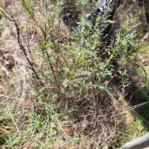 Indigofera adesmiifolia at Watson, ACT - 17 Apr 2023 11:50 AM