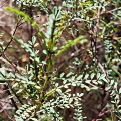 Indigofera adesmiifolia at Watson, ACT - 17 Apr 2023 11:50 AM