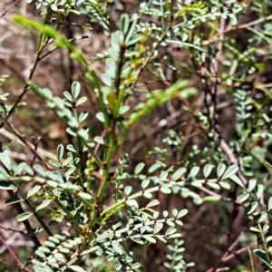 Indigofera adesmiifolia at Watson, ACT - 17 Apr 2023 11:50 AM