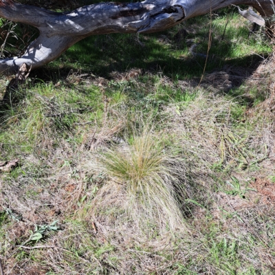 Nassella trichotoma (Serrated Tussock) at Watson, ACT - 17 Apr 2023 by abread111