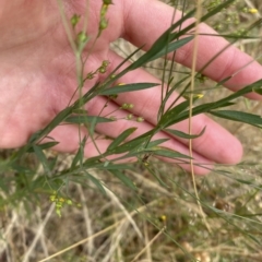 Linum trigynum at Casey, ACT - 18 Jan 2023