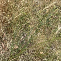 Linum trigynum at Casey, ACT - 18 Jan 2023