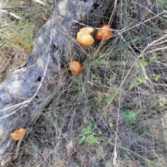 Gymnopilus junonius (Spectacular Rustgill) at Watson, ACT - 17 Apr 2023 by abread111