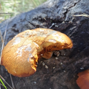 Gymnopilus junonius at Watson, ACT - 17 Apr 2023