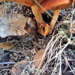 Gymnopilus junonius at Watson, ACT - 17 Apr 2023