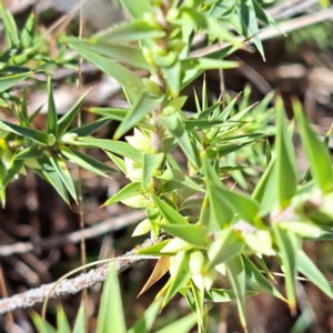 Melichrus urceolatus at Watson, ACT - 17 Apr 2023